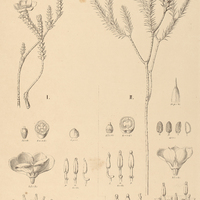 37. LAVOISIERA I. humilis, II. Chamaepitys.