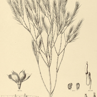 38. LAVOISIERA subulata.