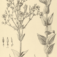 39. RHYNCHANTHERA brachyrhyncha.
