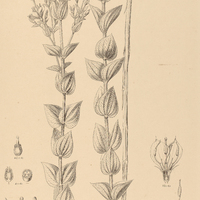 40. RHYNCHANTHERA stricta.