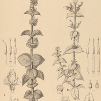 41. RHYNCHANTHERA I. ursina, II. Gardneri.