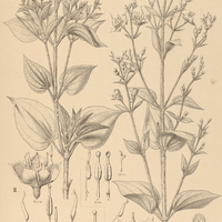 42. RHYNCHANTHERA I. laxa, II. betulifolia.