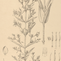 43. RHYNCHANTHERA verbenoides.