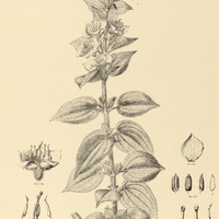 44. RHYNCHANTHERA Regnellii.