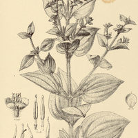 45. RHYNCHANTHERA hispida.