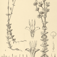 46. Siphanthera I. villosa, II. robusta.
