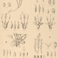 47. Siphanthera I. discolor, II. pusilla. III. Lithobium cordatum. IV. Poteranthera pusilla.