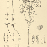 48. Siphanthera I. Miqueliana, II. Hostmannii.