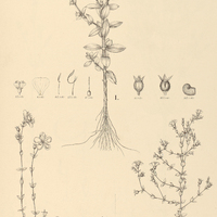 49. Acisanthera I. Boissieriana, II. pulchella, III. divaricata.