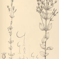 50. Acisanthera I. Glazioviana, II. alsinaefolia.