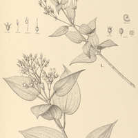 51. Ernestia I. quadriseta, II. cordifolia.
