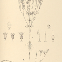 52. I. Appendicularia thymifolia; II. Acisanthera fluitans.