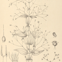 53. Nepsera aquatica.