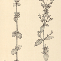 54. Desmoscelis villosa, I. var. ovata, II. var. fuscescens.