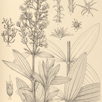 55. Microlepis Mosenii.