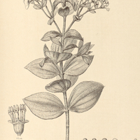 56. Svitramia pulchra.