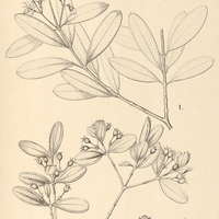 59. Macairea I. Spruceana, II. stylosa.
