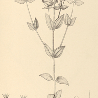 60. Pterogastra major.