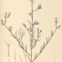 61. Pterolepis Riedeliana.