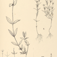 62. Pterolepis I. Herincquiana, II. saturejaeformis.