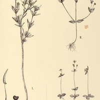63. Pterolepis I. Trianaei, II. filiformis.