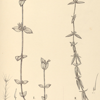 64. Pterolepis I. Salzmannii, II. paludosa.