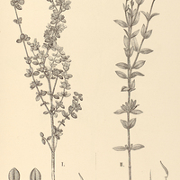 65. Pterolepis I. cataphracta, II. longistyla.