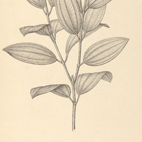 66. Tibouchina canescens.