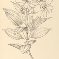67. Tibouchina arborea.