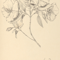 68. Tibouchina pulchra.