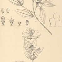 69. Tibouchina I. Saldanhaei, II. Selloana.