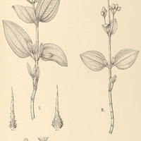70. Tibouchina I. nervulosa, II. pallida.