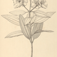 71. Tibouchina Bergiana.