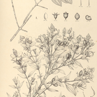 72. Tibouchina I. Gardneriana, II. Glazioviana.