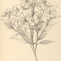 73. Tibouchina Fothergillae.