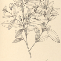 74. Tibouchina trichopoda.