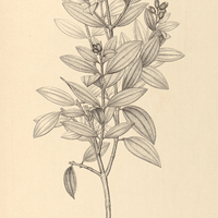 75. Tibouchina multiceps.