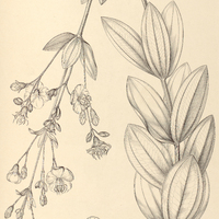 76. Tibouchina frigidula.