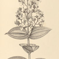 77. Tibouchina villosissima.