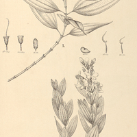 80. Tibouchina I. setulosa, II. martialis.