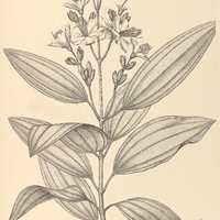 81. Tibouchina Estrellensis.