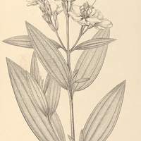 82. Tibouchina stenocarpa var. longifolia.