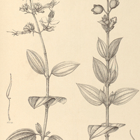 84. Tibouchina I. urceolaris, II. Urvilleana.