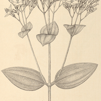 85. Tibouchina Reichardtiana.