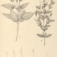 86. Tibouchina I. corymbosa, II. Spruceana.