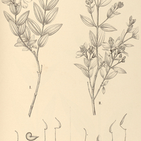 87. Tibouchina I. asperior, II. Riedeliana.