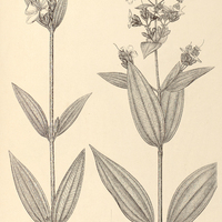88. Tibouchina I. melastomoides, II. Cujabensis.