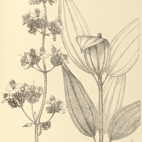 89. Tibouchina verticillaris.