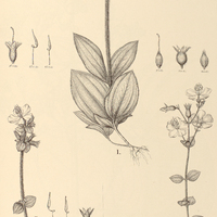 90. Tibouchina I. hieracioides, II. minor, III. Herincquiana.