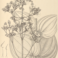 91. Tibouchina Mosenii.